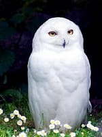 great white owl