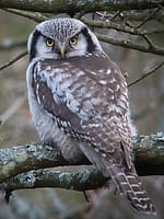 northern-hawk-owl 200